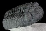 Drotops Trilobite - Excellent Faceted Eyes #76411-3